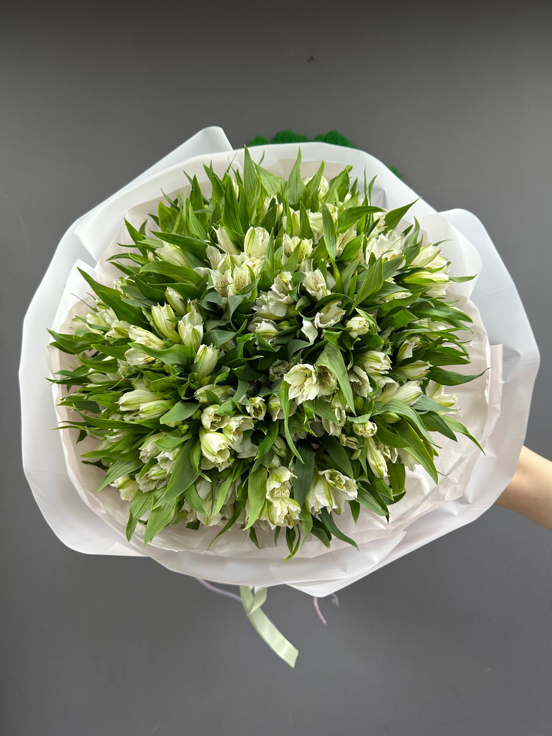 51 бел альстра