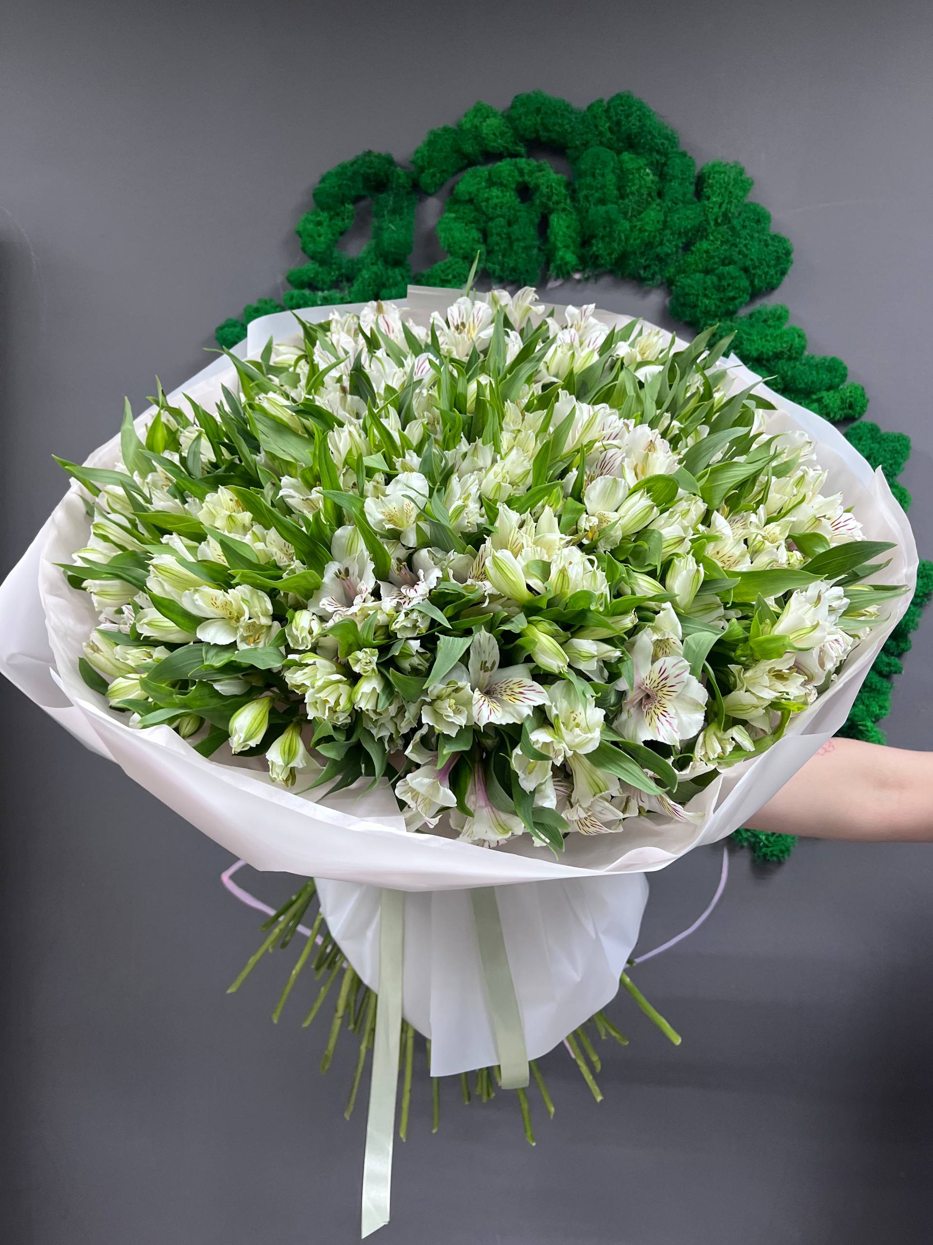 101 бел альстра